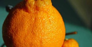 sumo citrus mandarin