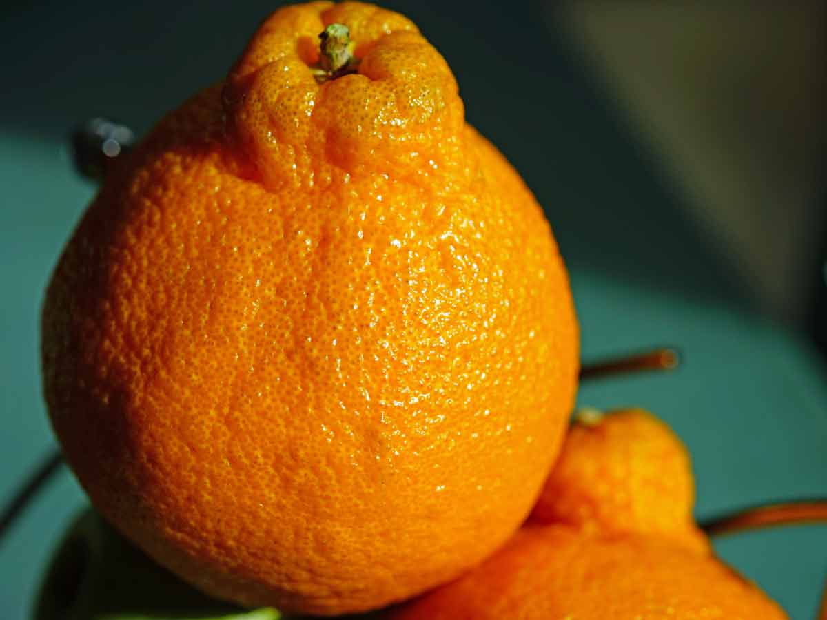 Sumo Citrus Mandarins