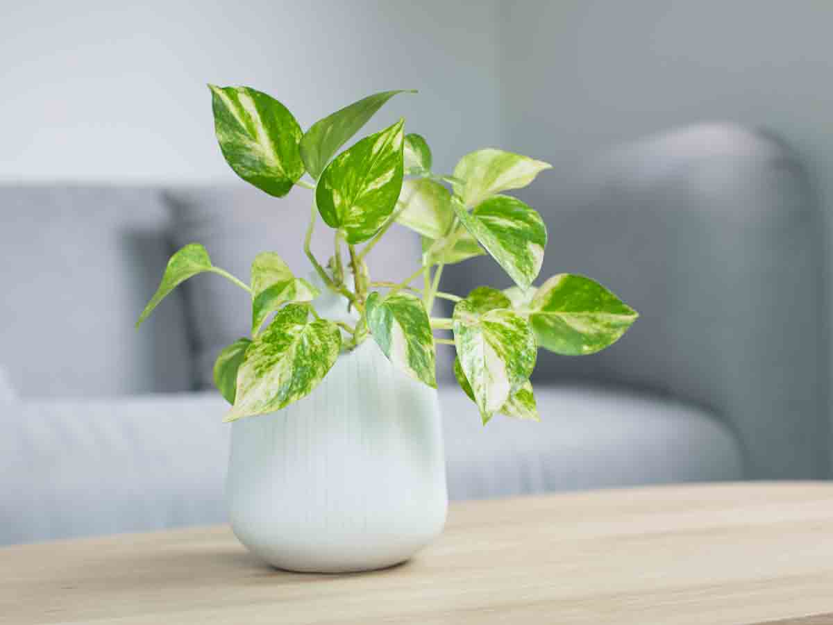 Toxic Houseplants