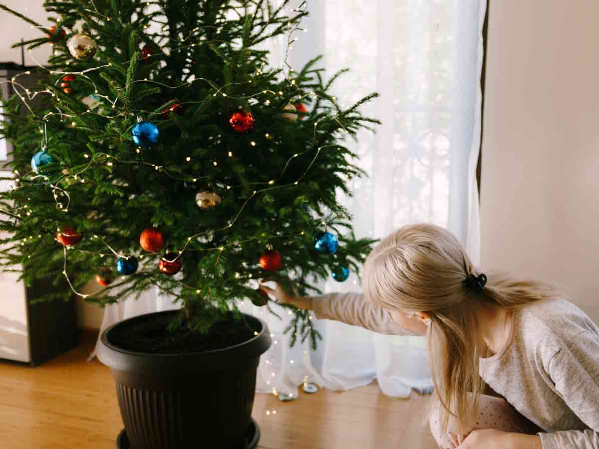 Live Christmas Trees