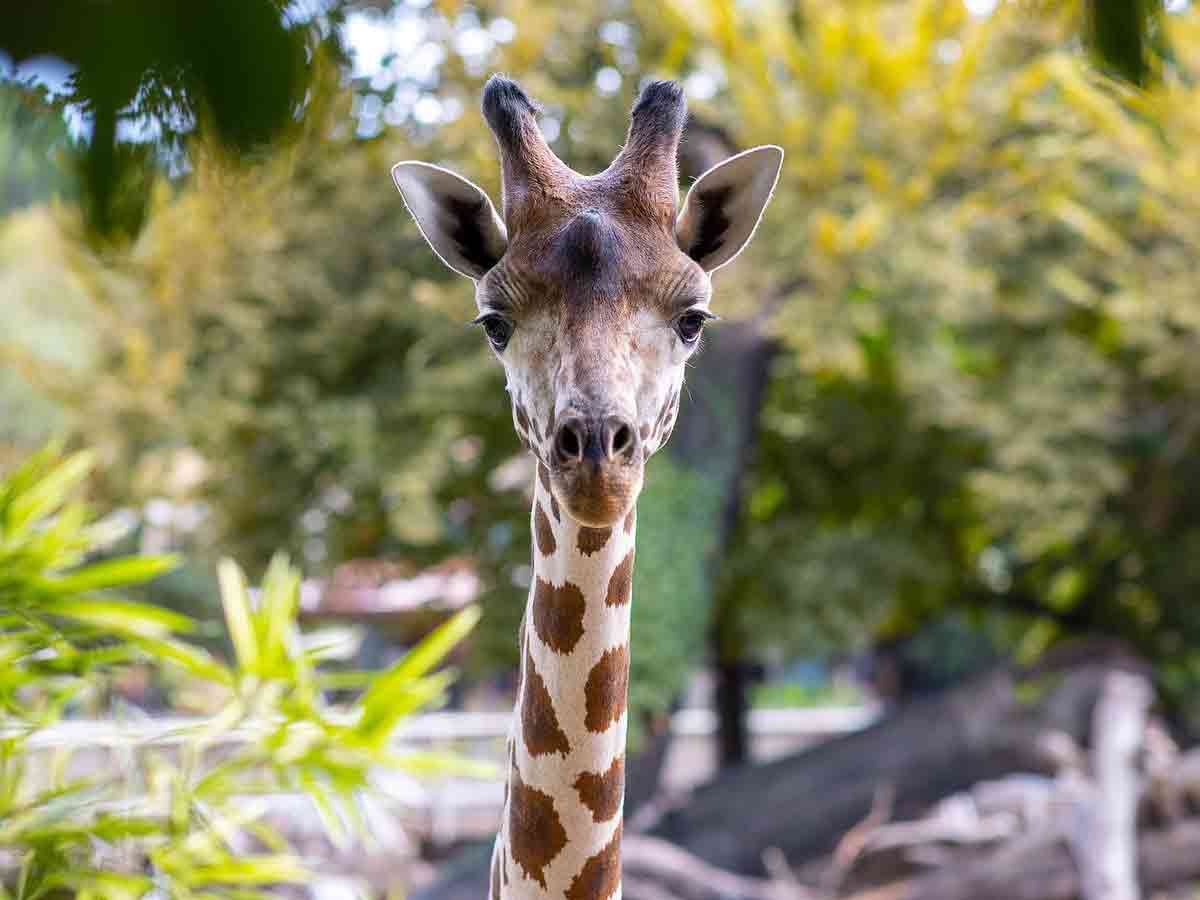 4. Fort Worth Zoo