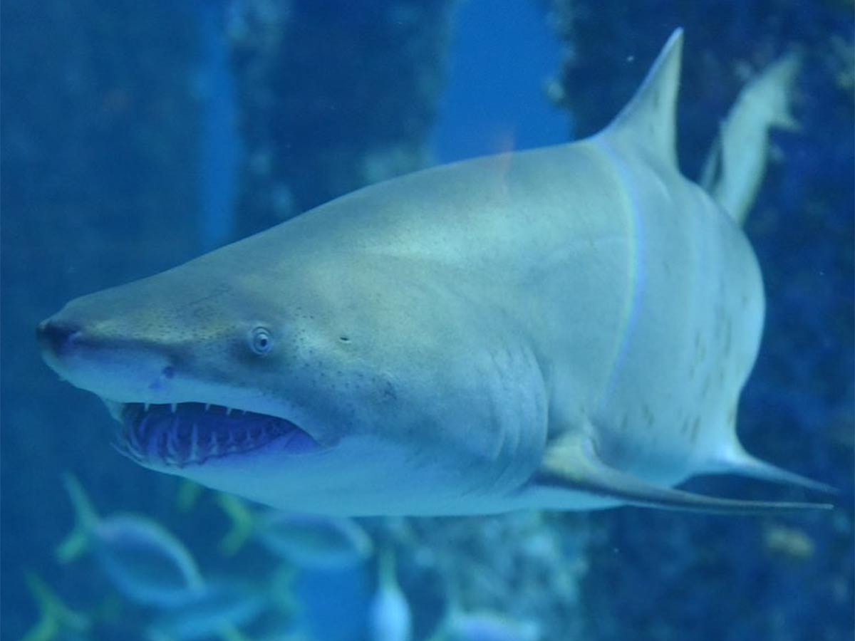 5. Aquarium of The Americas