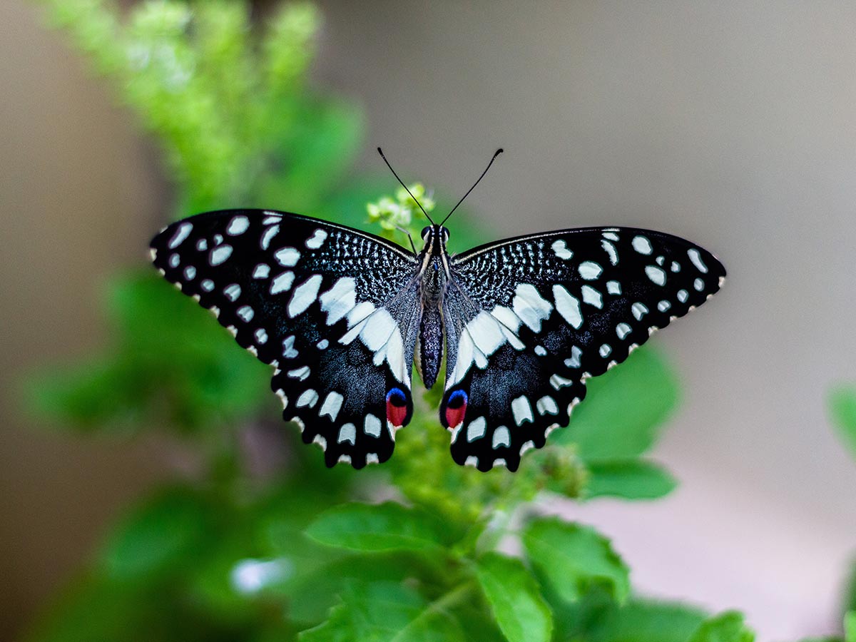 9. Audubon Butterfly Farm and Insectary