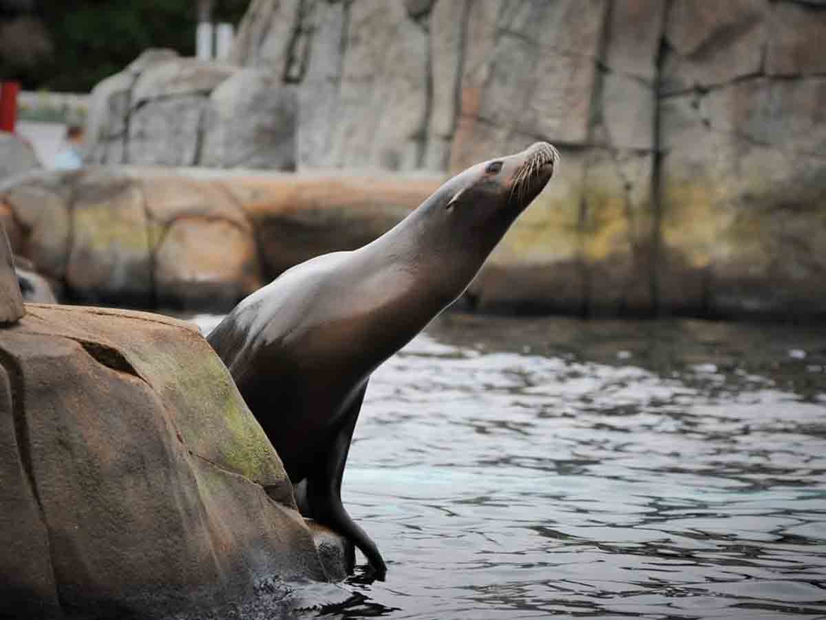 9. Have an Animal Encounter