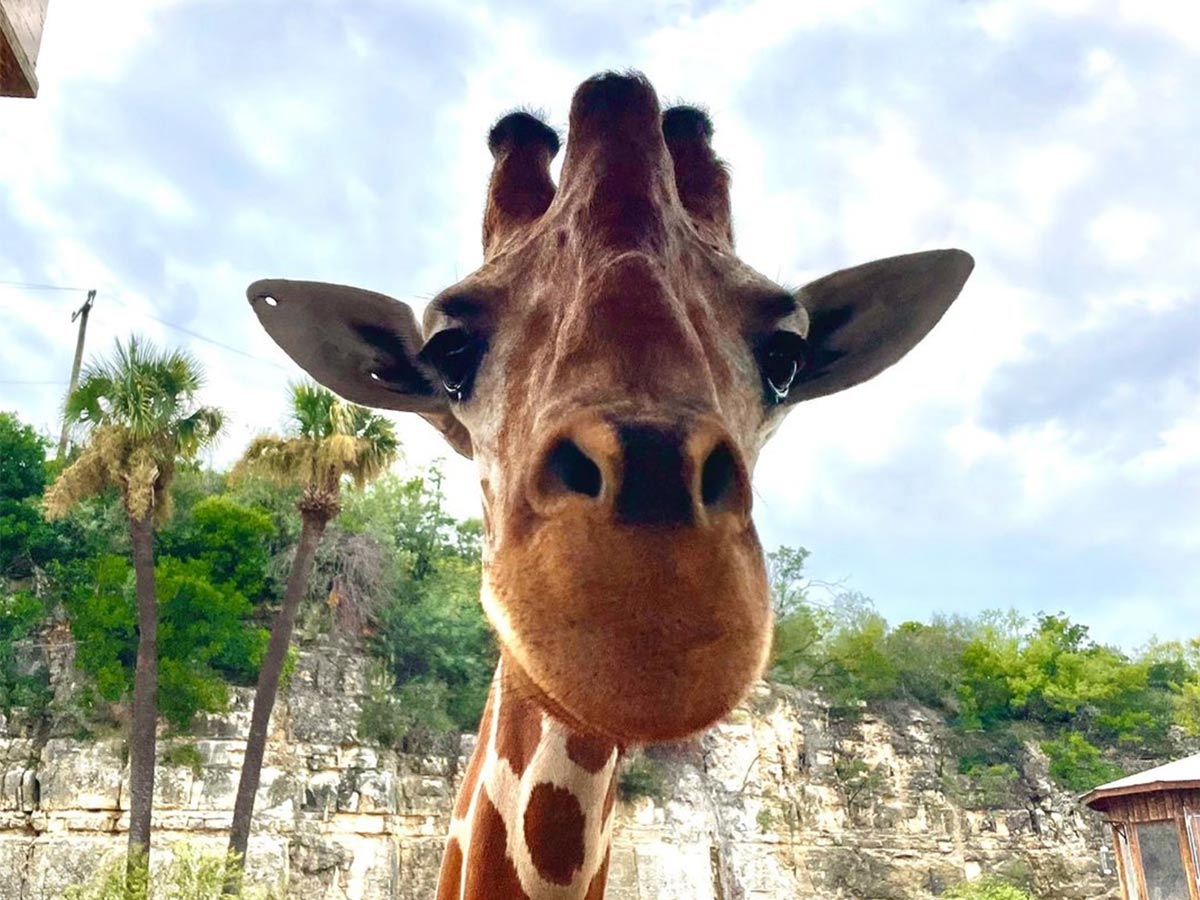 6. San Antonio Zoo