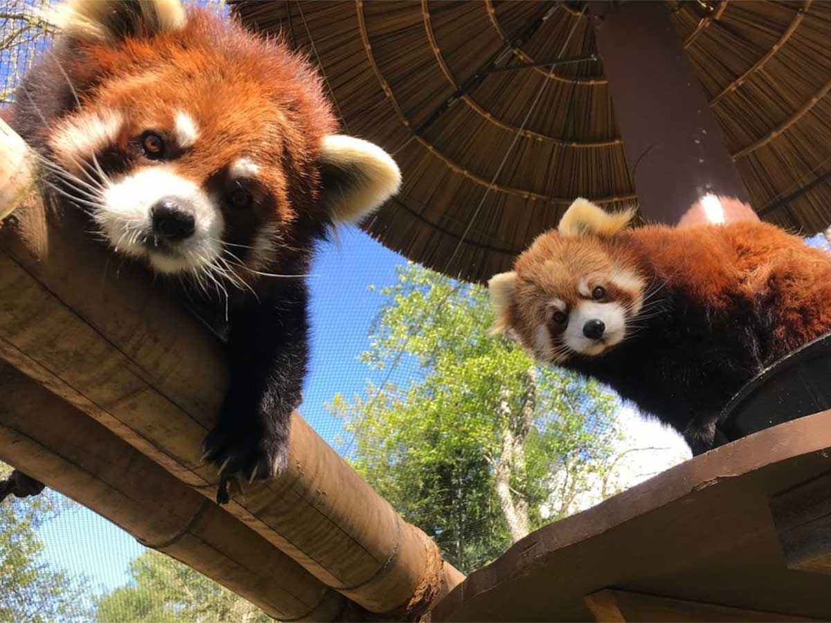 12. See the Animals At The Western North Carolina Nature Center