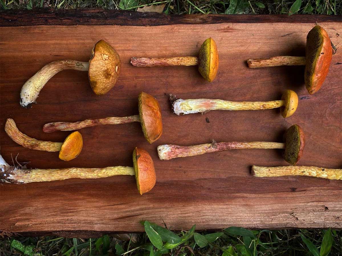 14. Go Mushroom Hunting