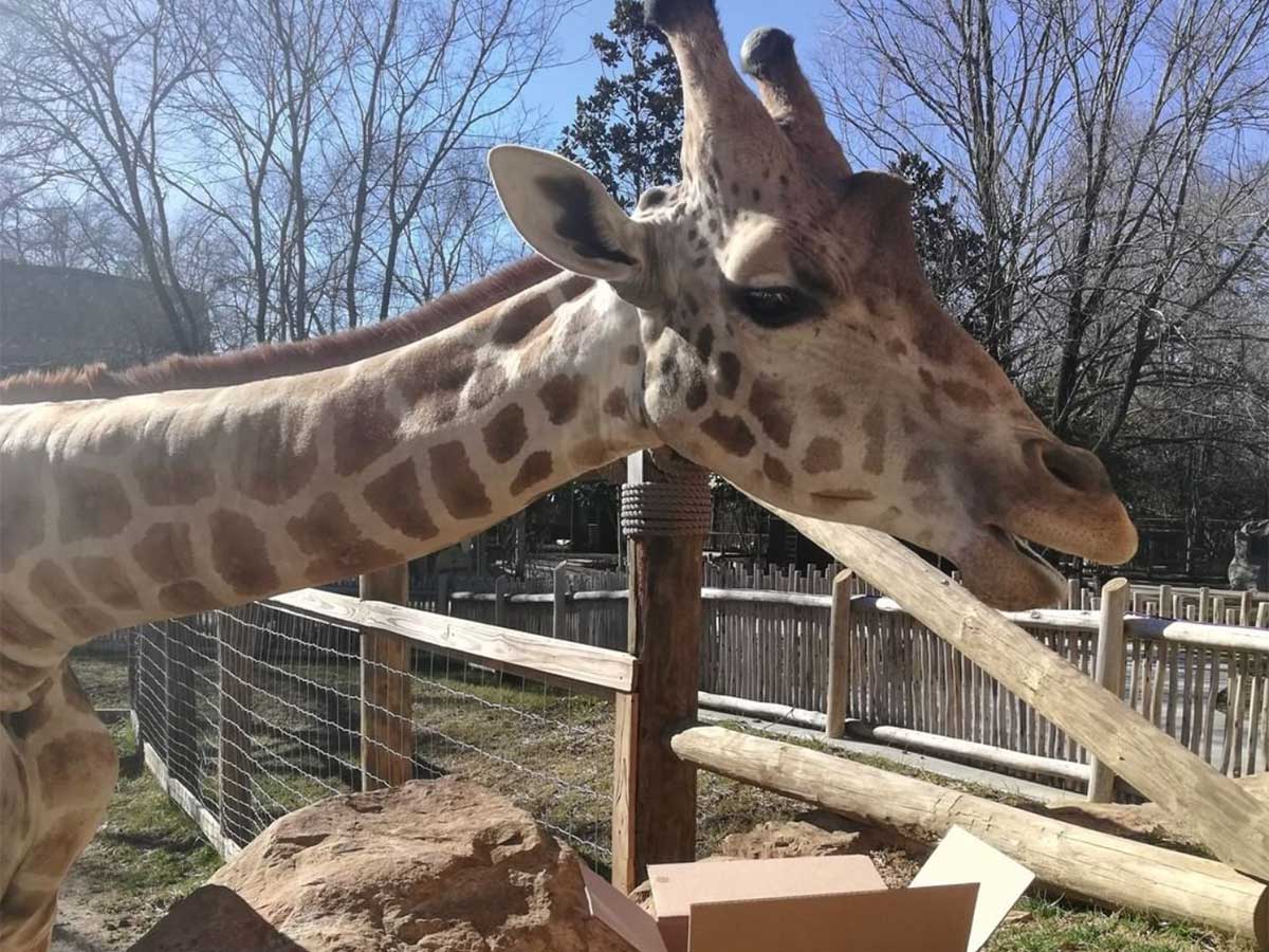 3. Visit The Chattanooga Zoo