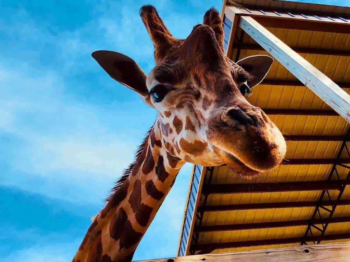 9. Harmony Safari Park