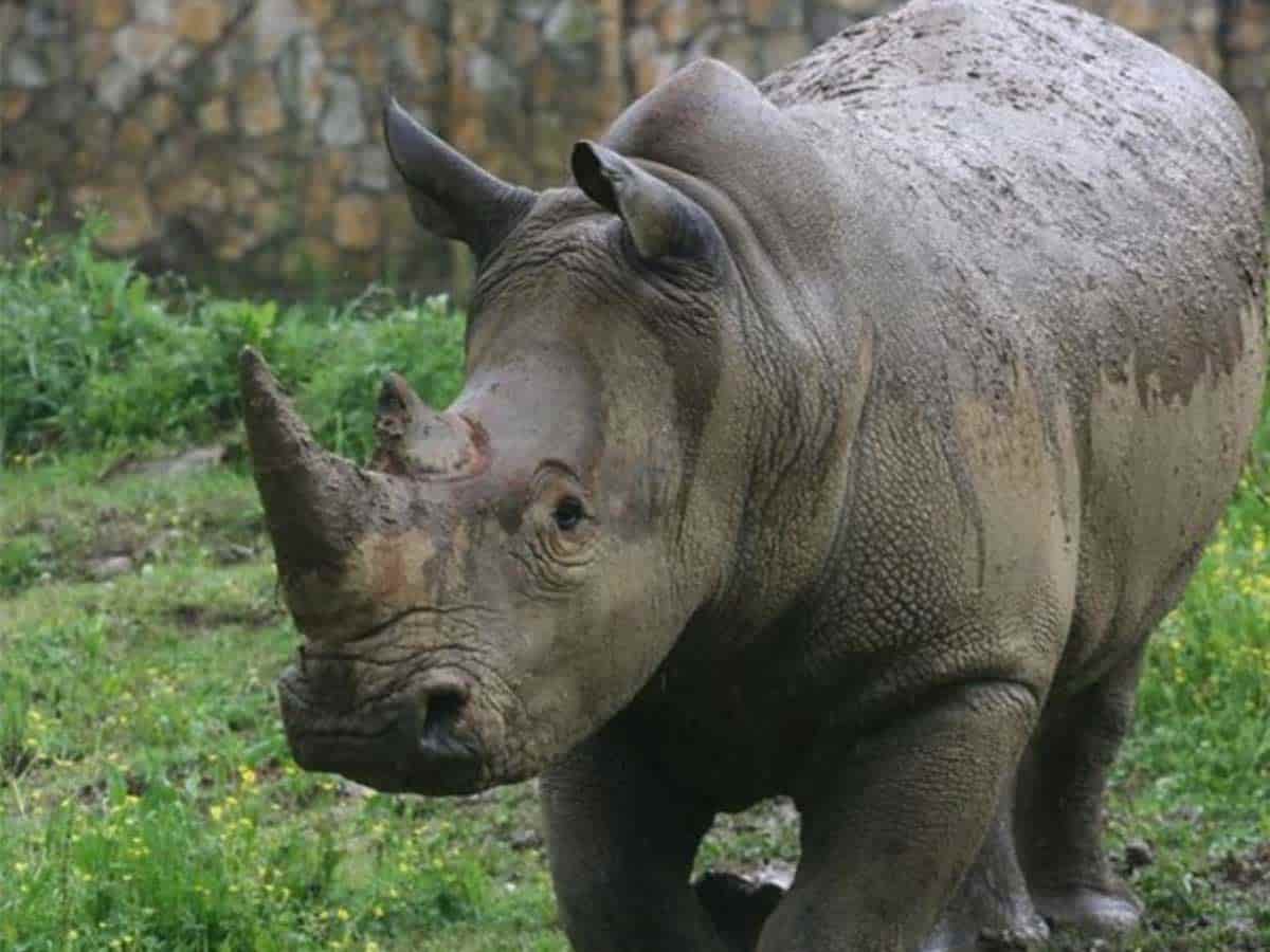 1. Jackson Zoo