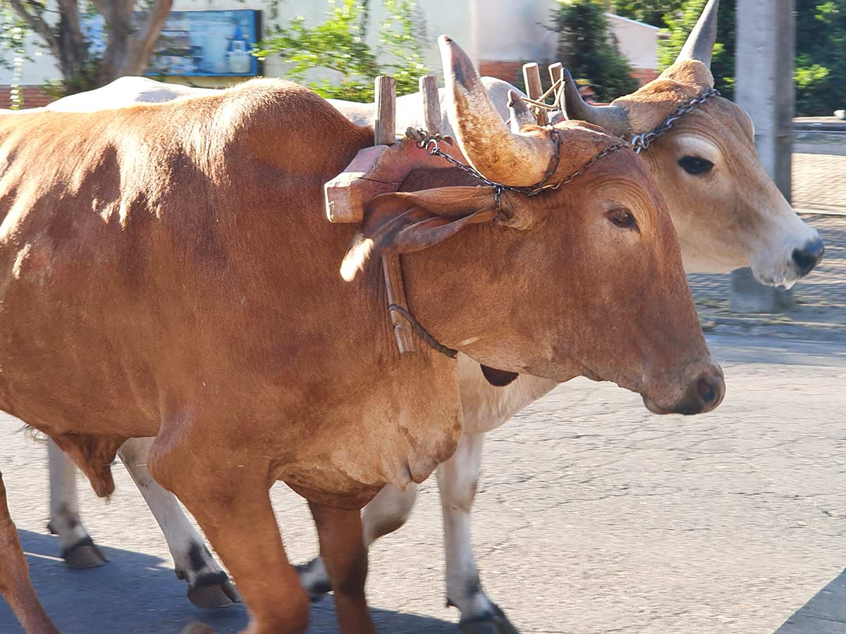 Most pioneers used oxen to pull wagons.