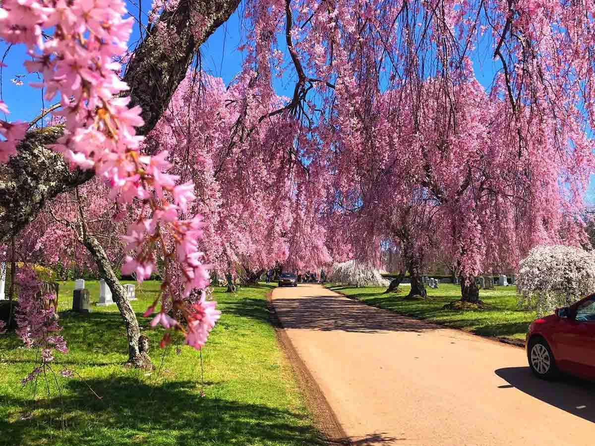 7. Visit the Lexington Cemetery Graves