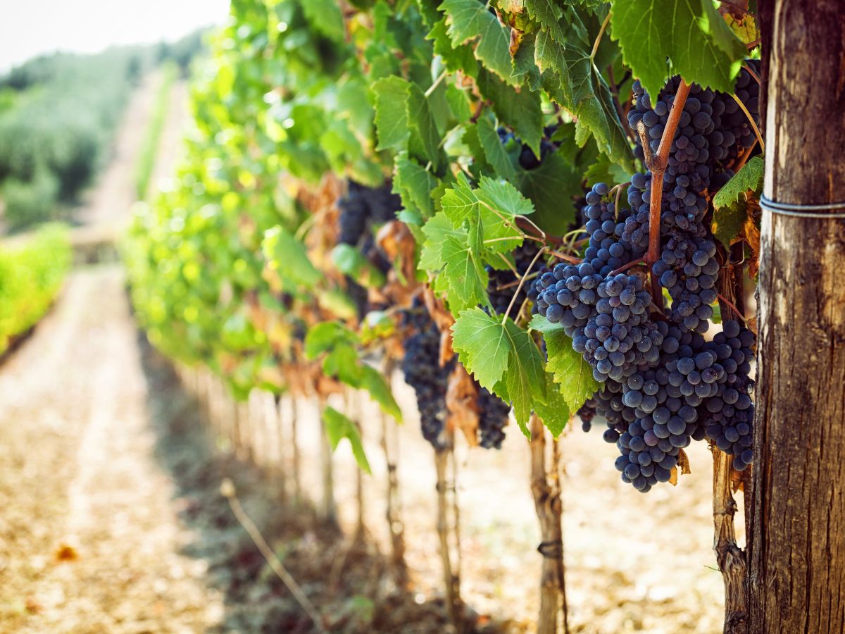 Her Home & Vineyard