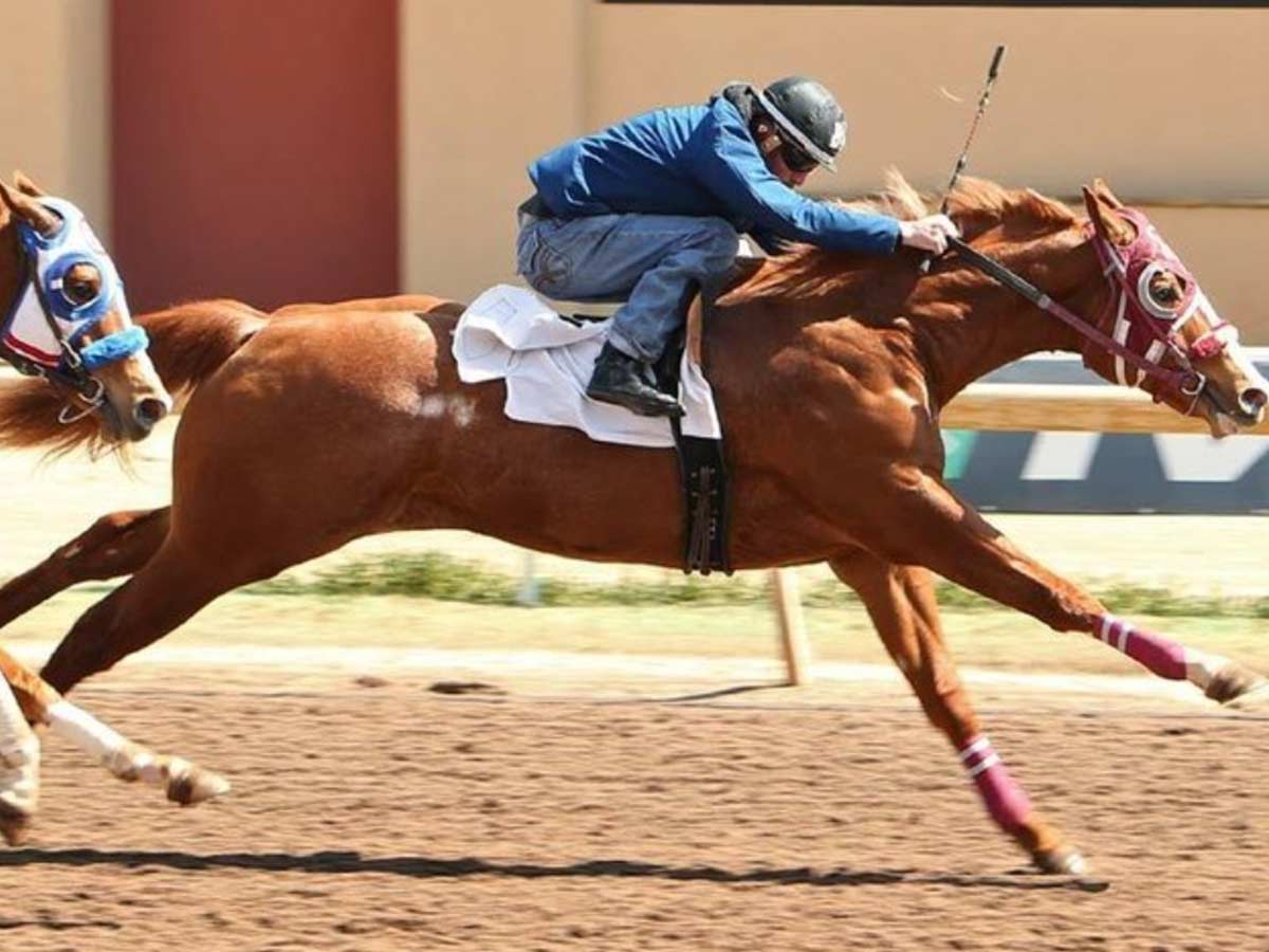 12. The American Quarter Horse Hall Of Fame And Museum