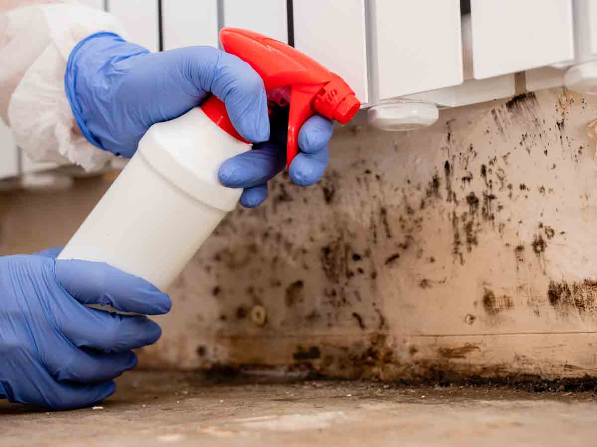 Black Mold Remediation