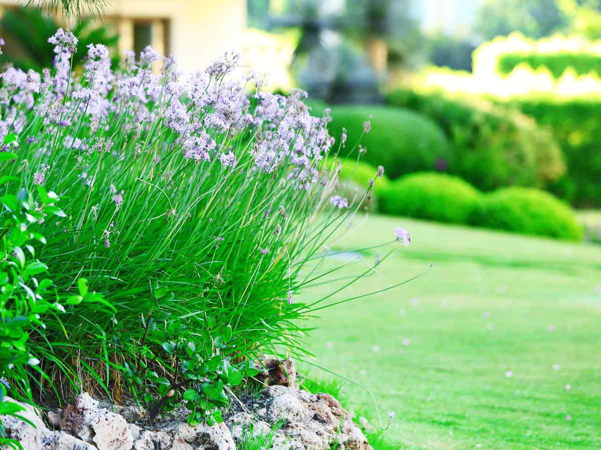 Non-Native Landscaping
