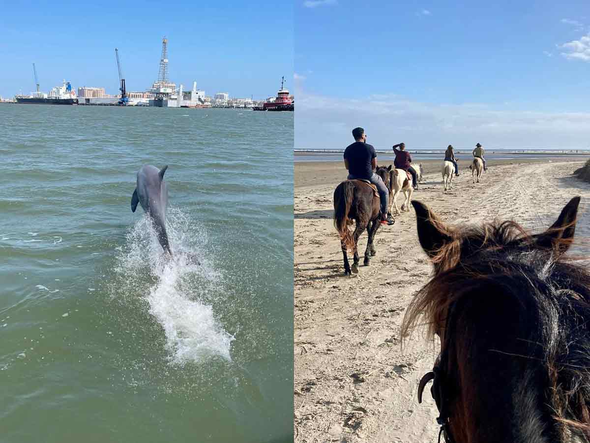 15. Dolphin Gazing, Jet Boat Thrills and Horseback