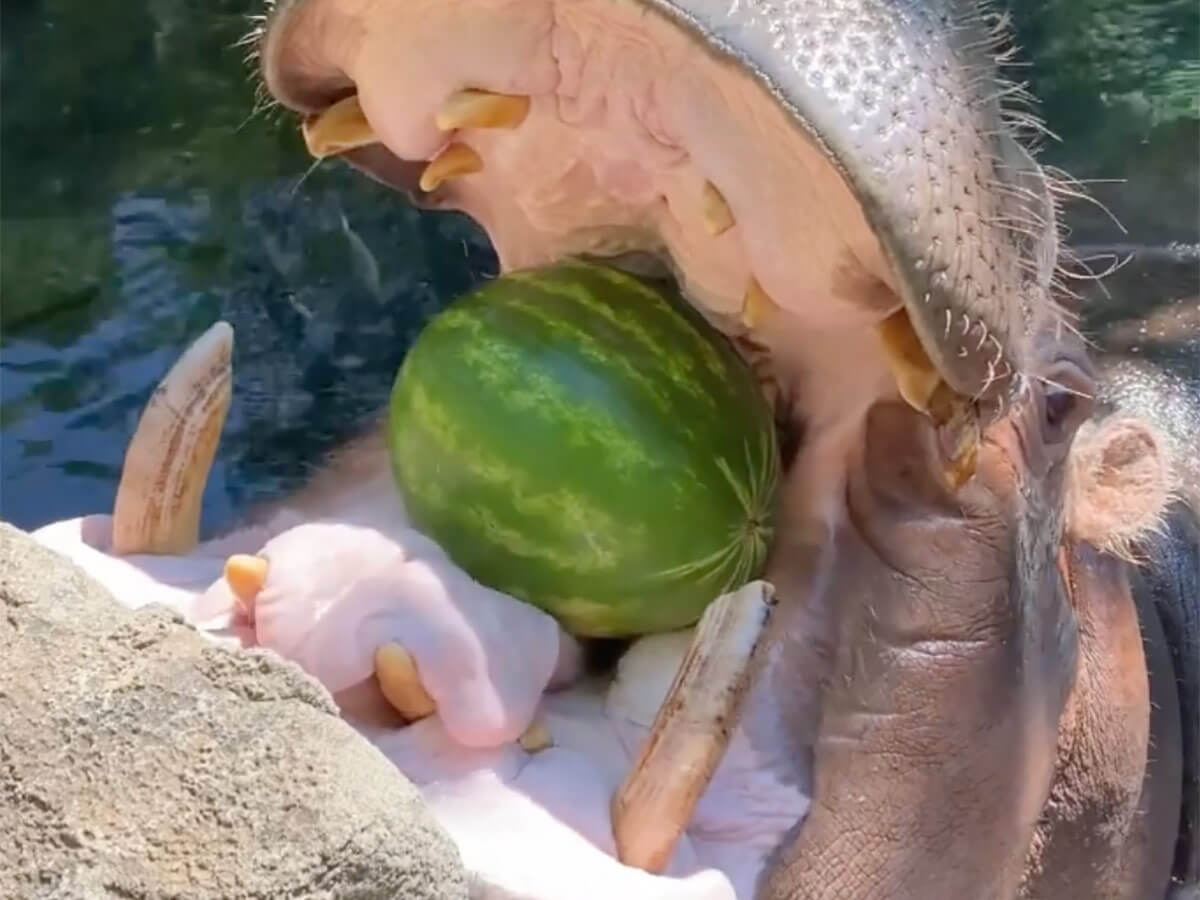4. Get Up Close to the Animals at the Cincinnati Zoo & Botanical Garden