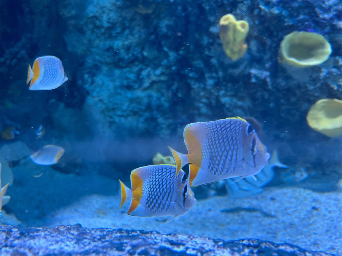 1. Experience the Sea Life at the Newport Aquarium