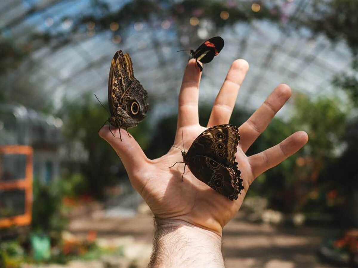 13. Explore the Scenery at the Krohn Conservatory