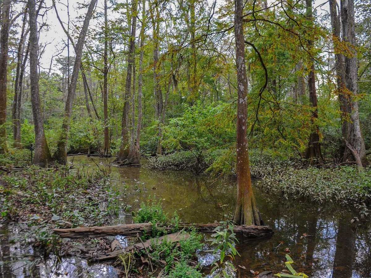 Baton Rouge, Louisiana - Bluebonnet Swamp Nature Center