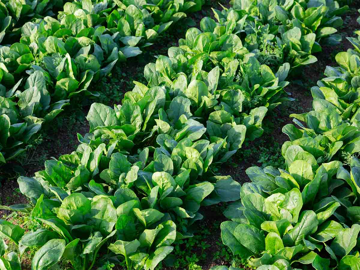 Should: Spinach