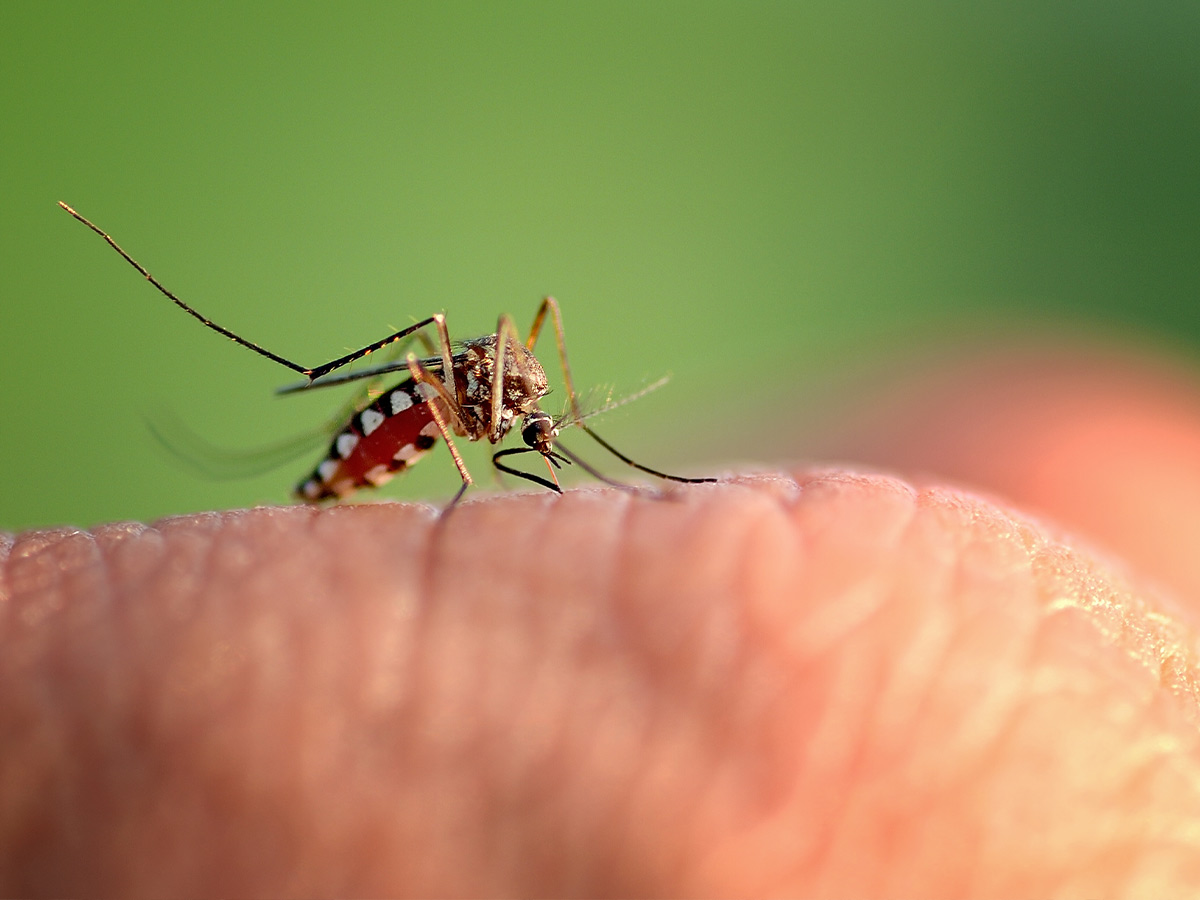 Mosquitoes Are Your Arch-Nemesis