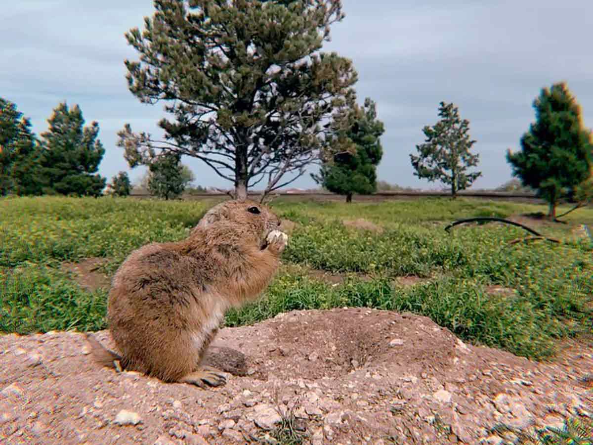 5. Mackenzie Park & Prairie Dog Town