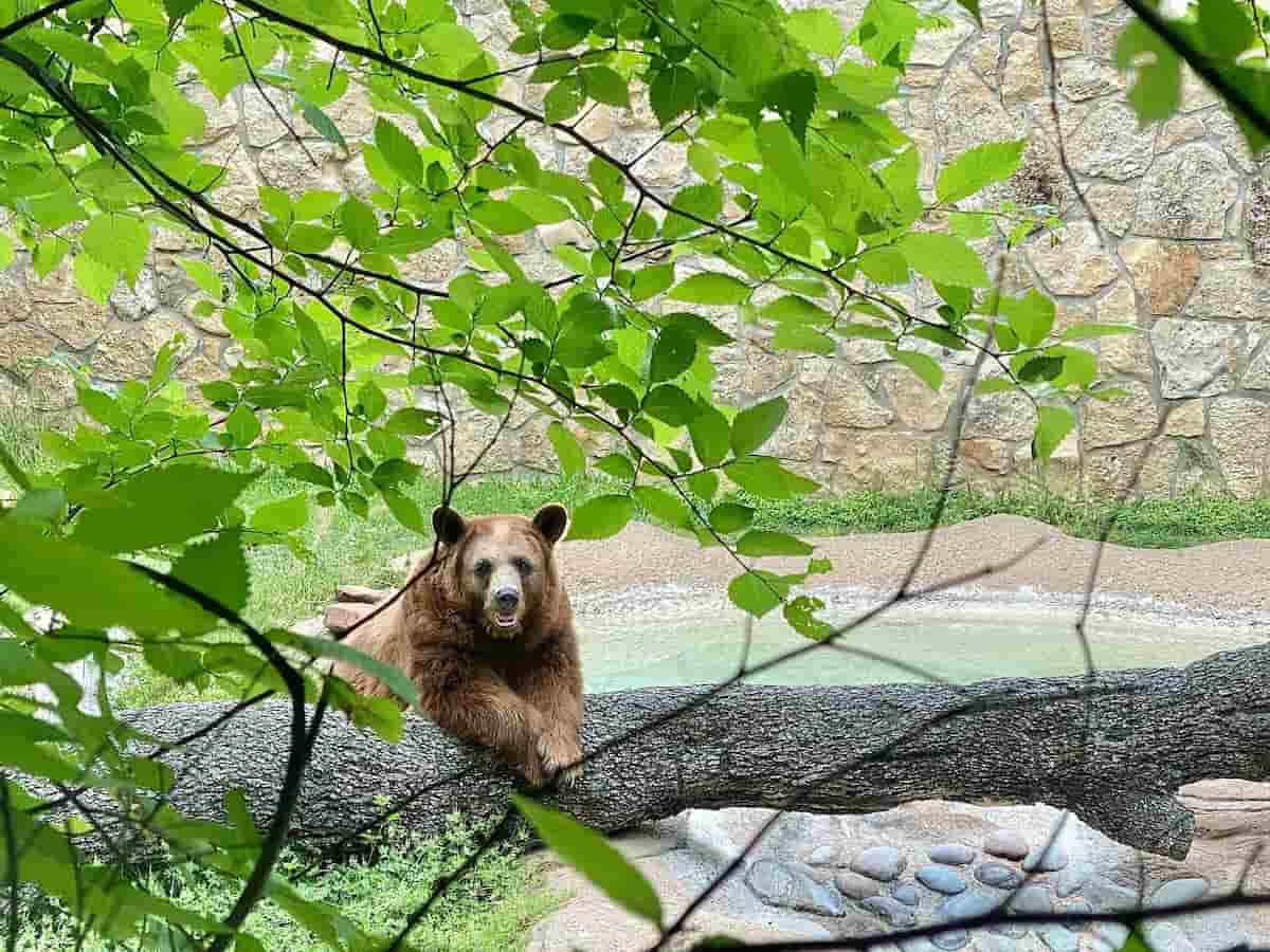 7. The Bill And Eva Williams Bear Habitat