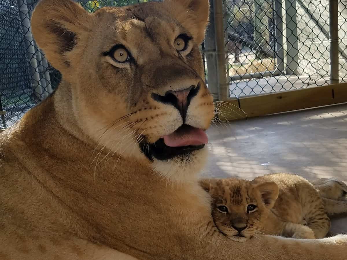 12. Cameron Park Zoo