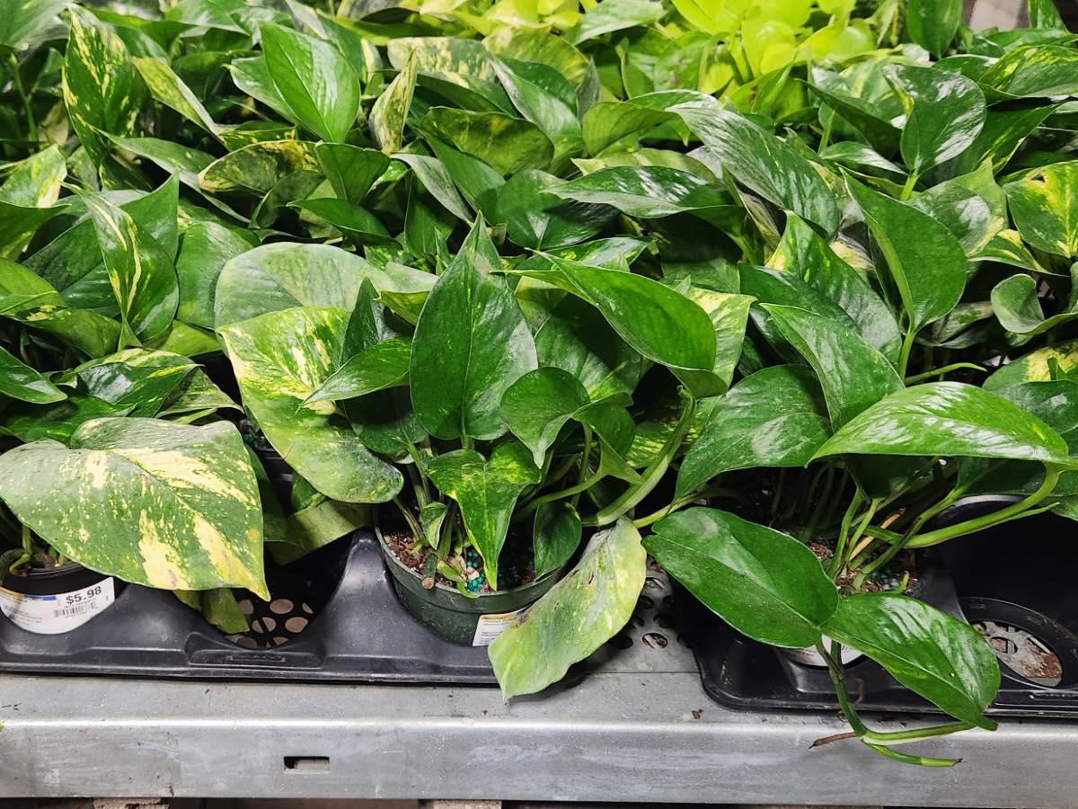 Avoid: Common Plants