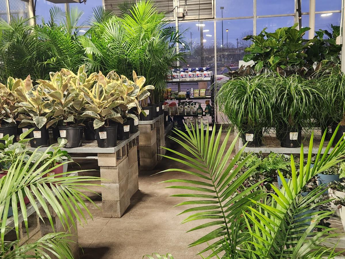 Buy: Clearance Plants