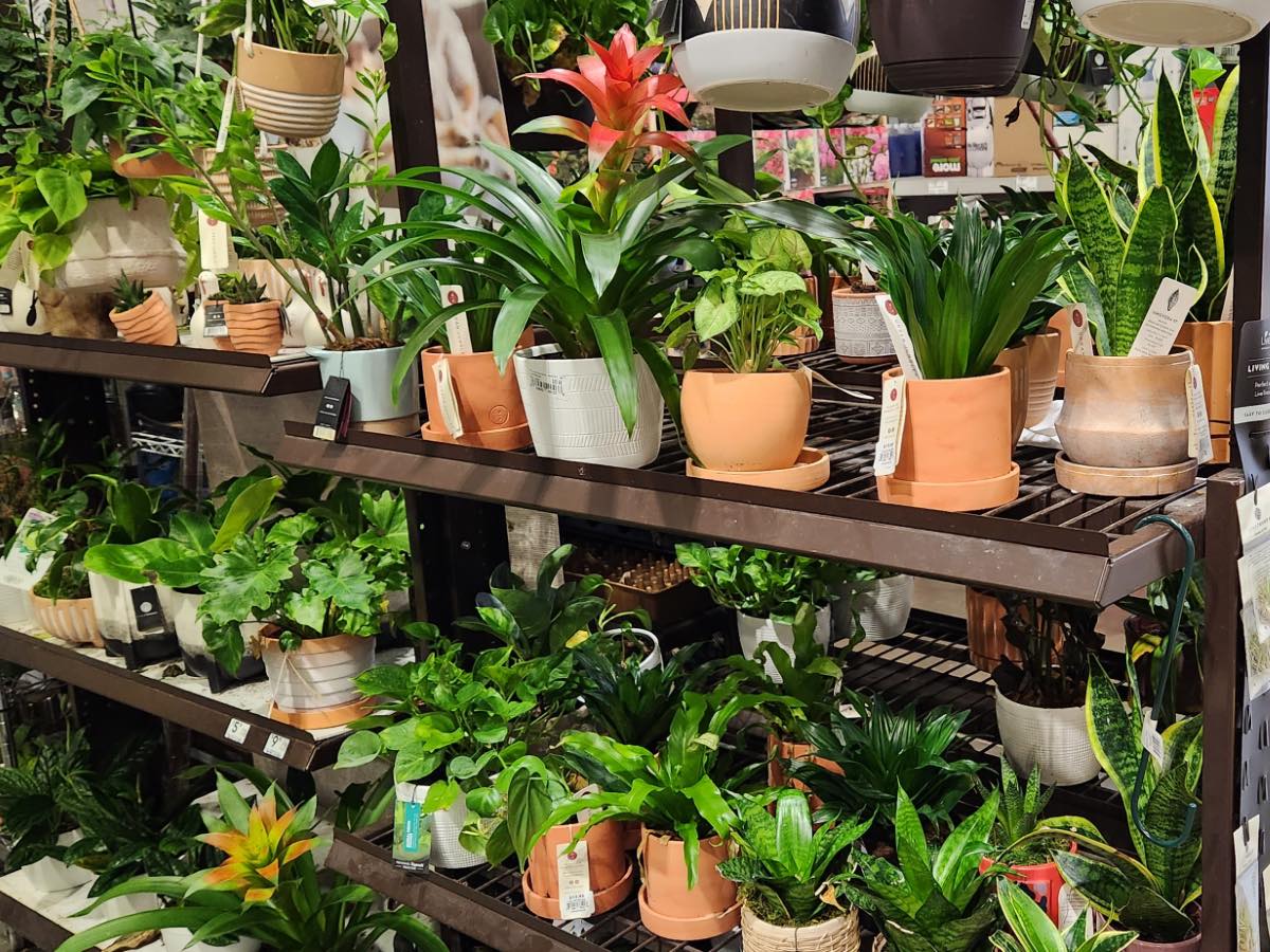 Buy: Clearance Plants