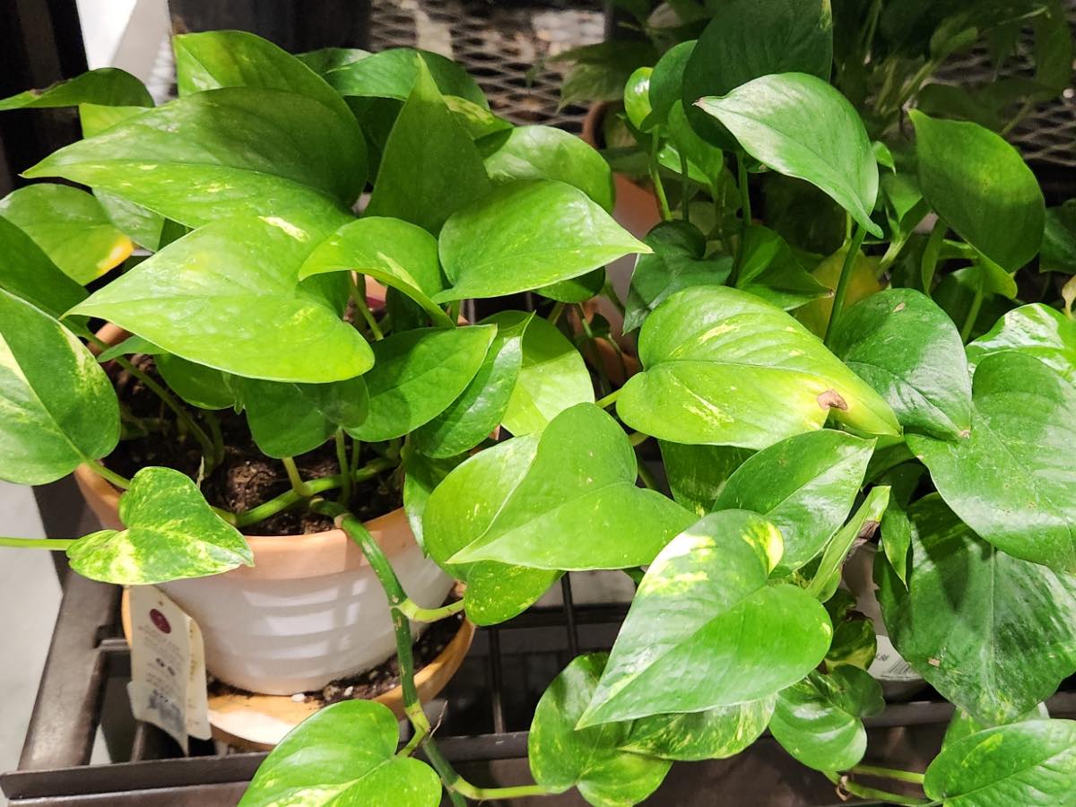 Avoid: Common Plants
