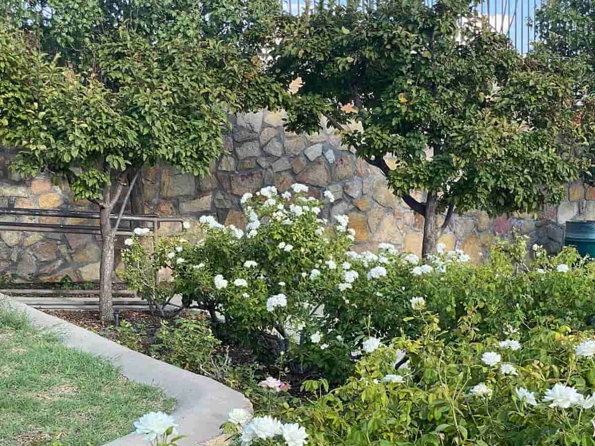 3. The Municipal Rose Garden