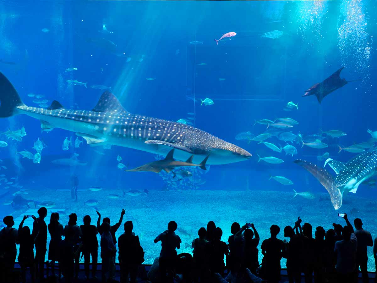 Georgia Aquarium