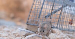 Finding the Right Company to Remove Rodents from Your Home: A Comprehensive Guide