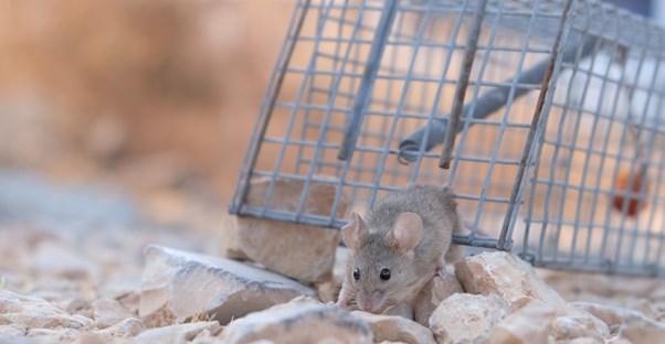 Finding the Right Company to Remove Rodents from Your Home: A Comprehensive Guide