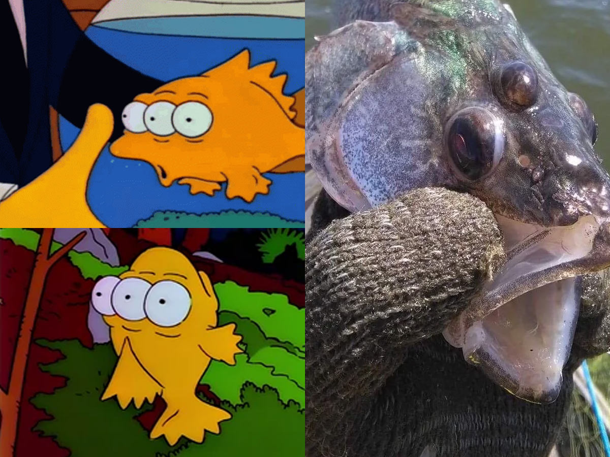 The Three-Eyed Fish Finding