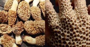 unexpected trypophobia moments