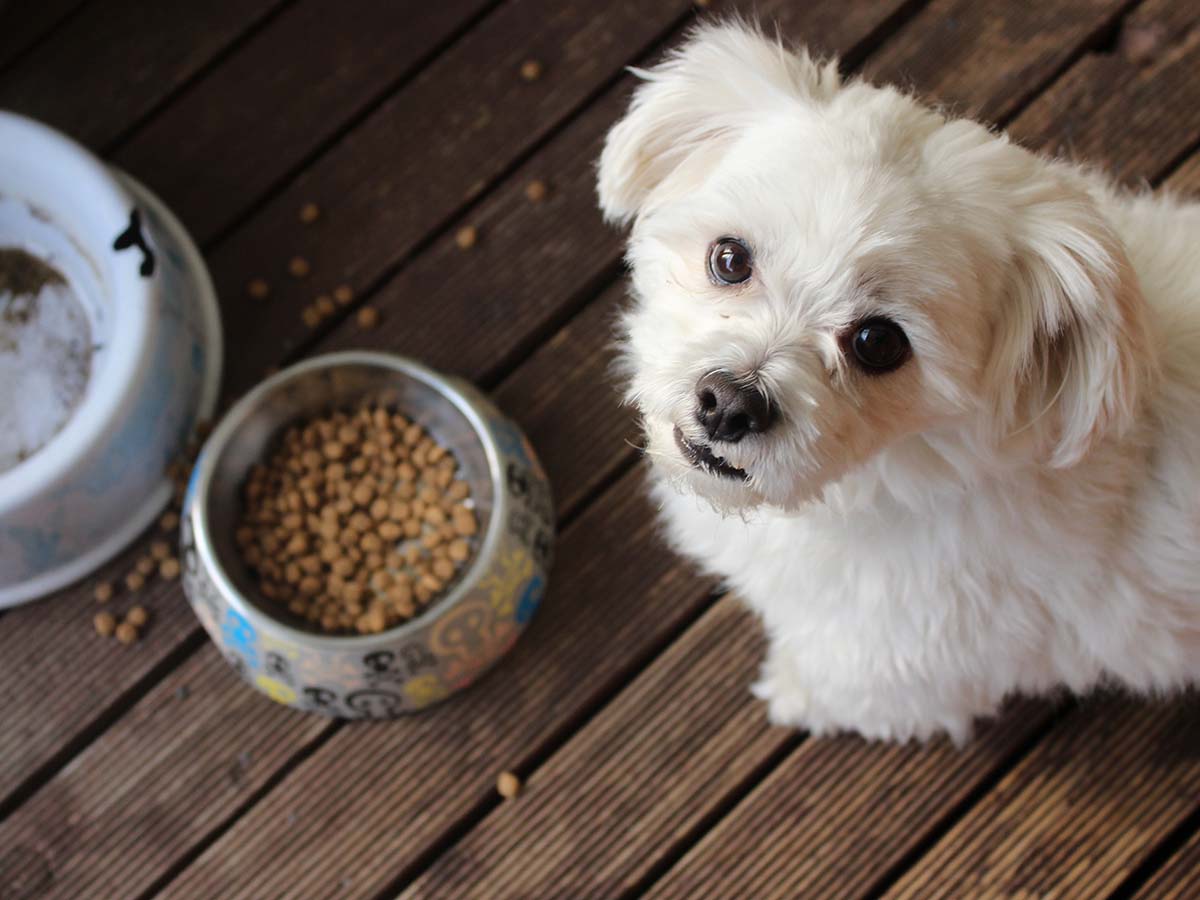 Baby and Pet Essentials
