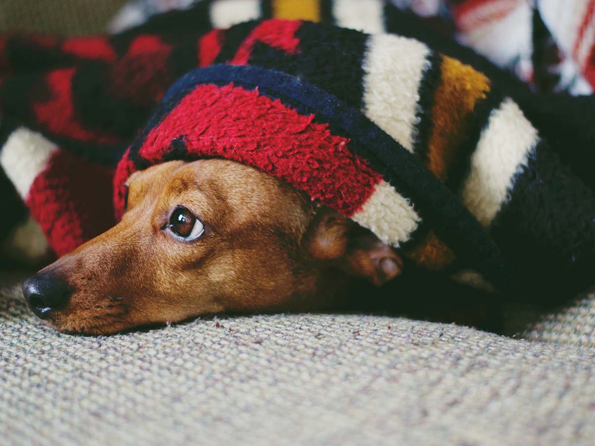 Blankets and Warm Clothing