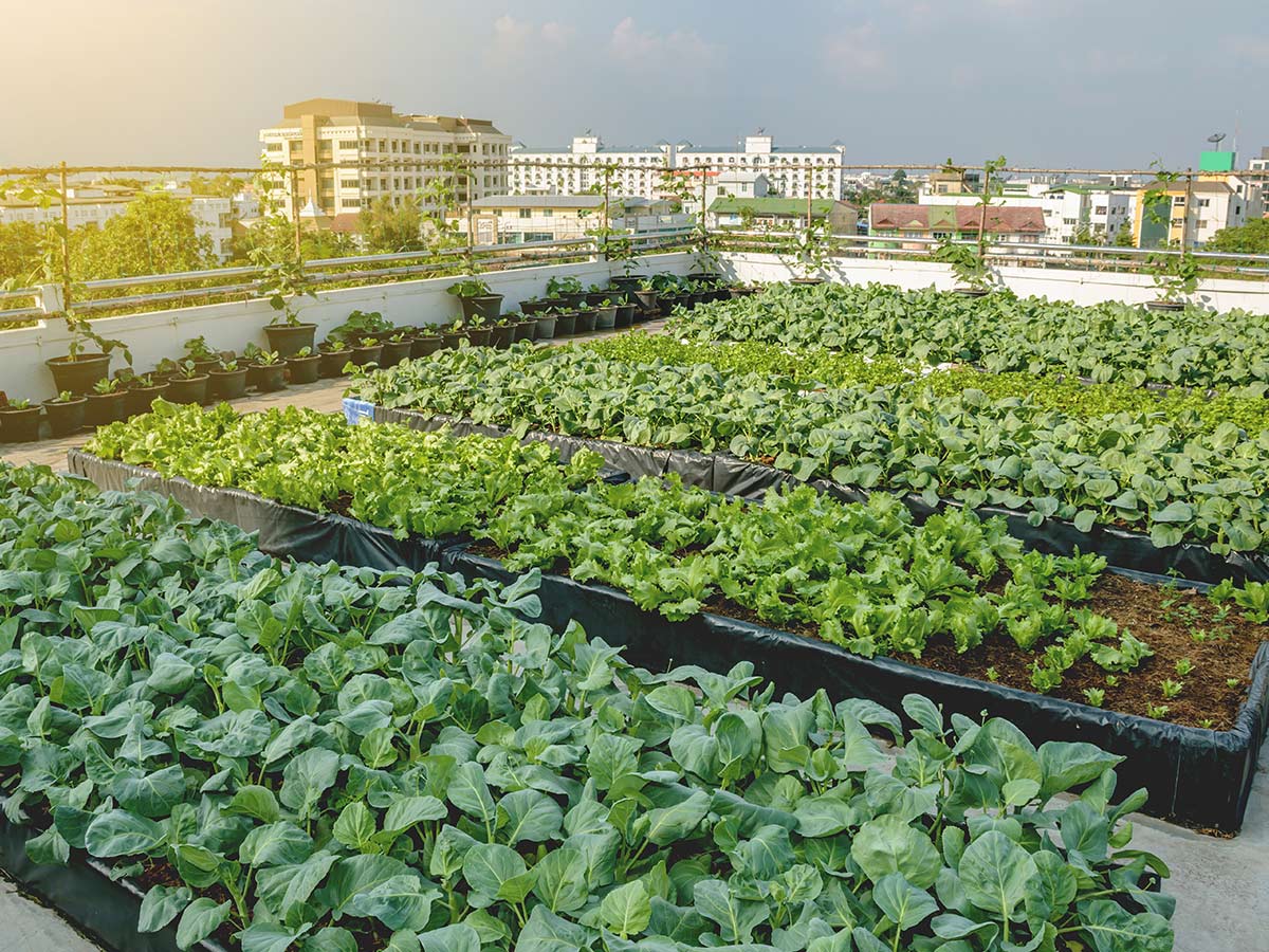 Urban Farm Produce