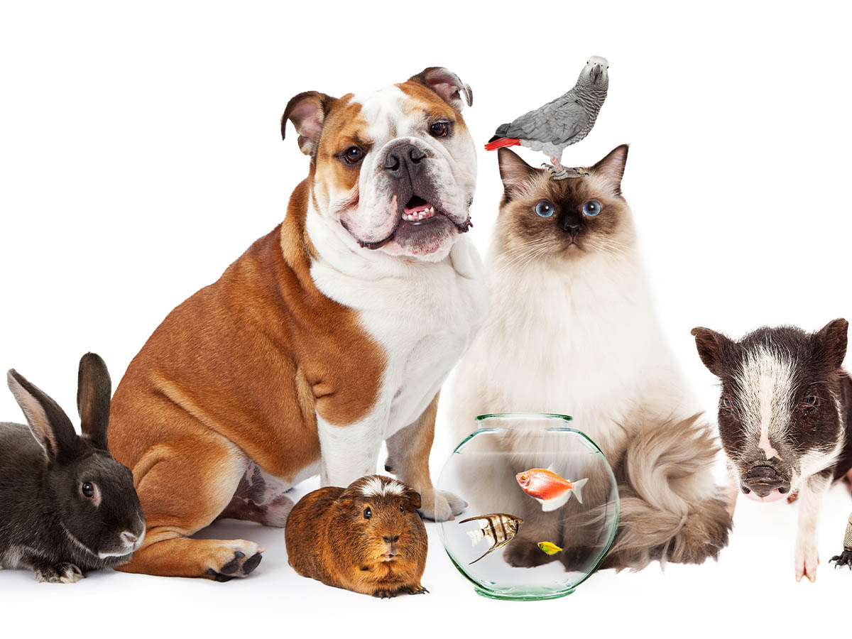 Pets