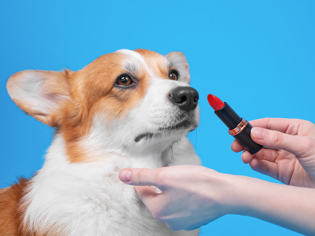 Animal Testing