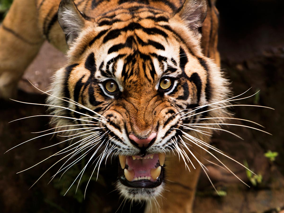 Exotic Animals