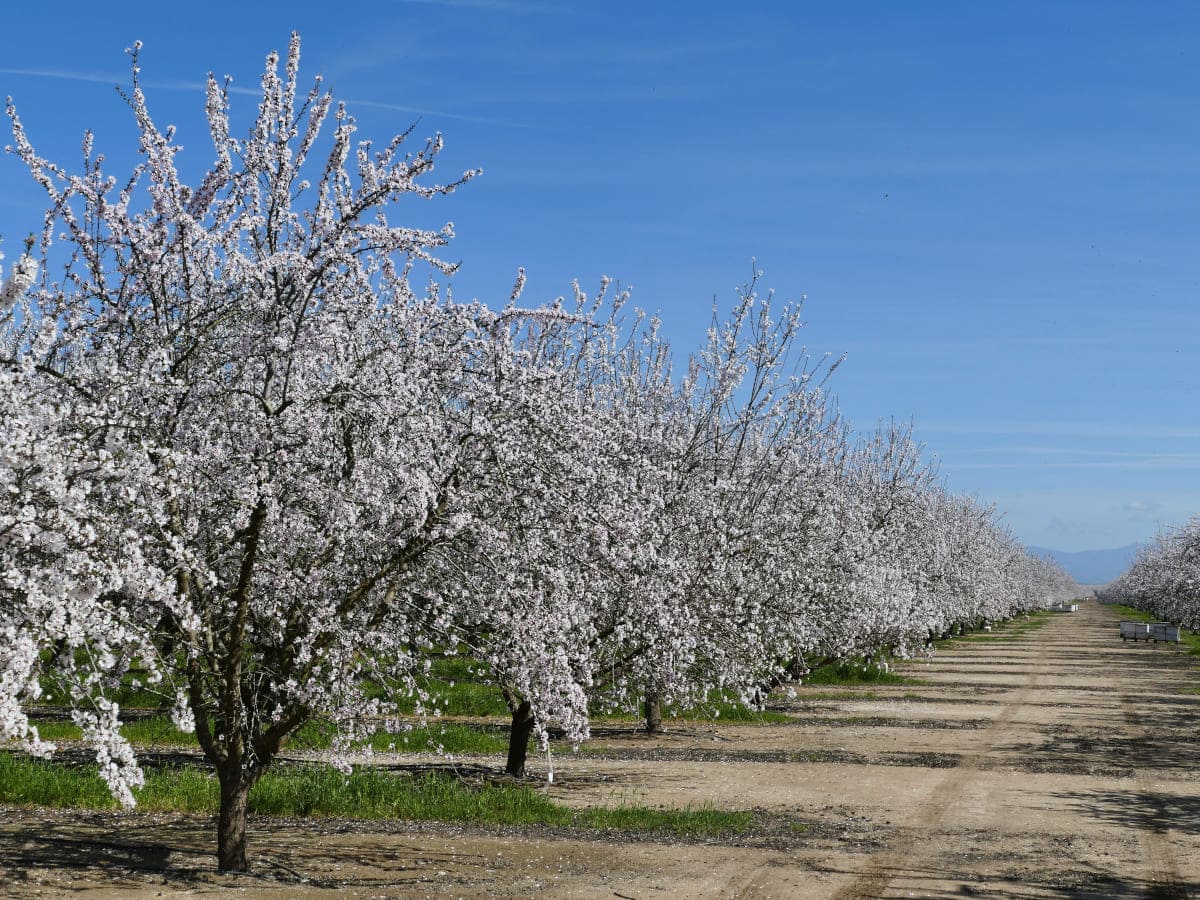 Fresno, CA