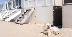 pet friendly vacation rentals