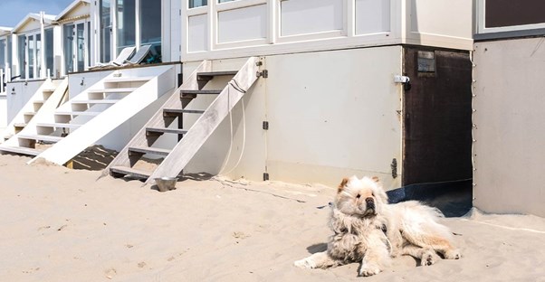 pet friendly vacation rentals