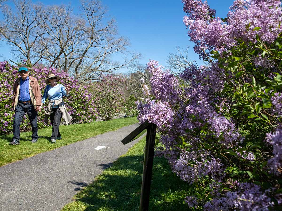 Arnold Arboretum in Massachusetts